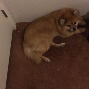 Meet your Posher, Geneva